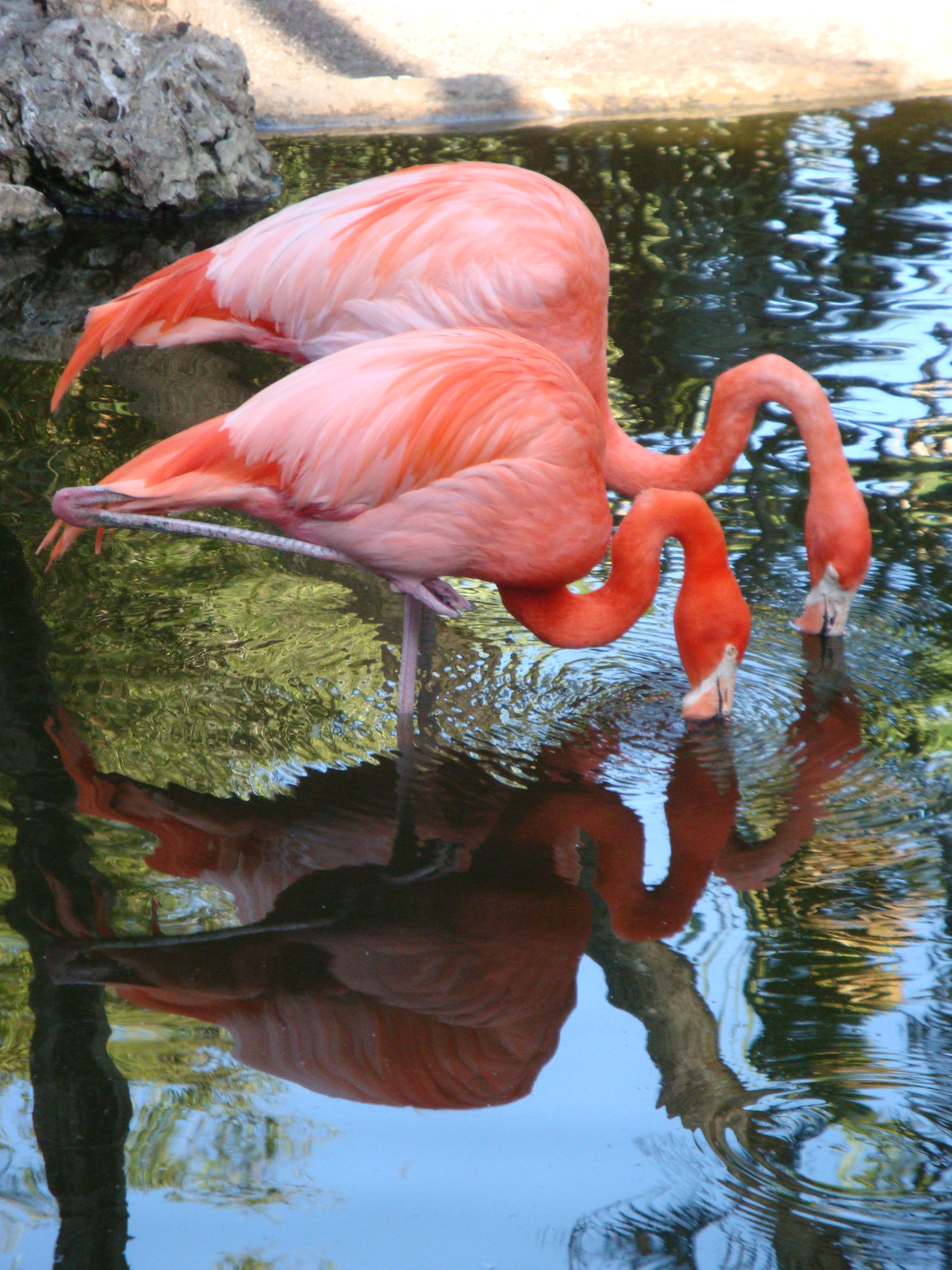 Featured image of post ZOO živali
