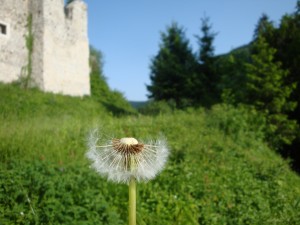 Nasvidenje