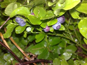 Featured image of post Berry