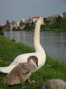 GrdiRaček