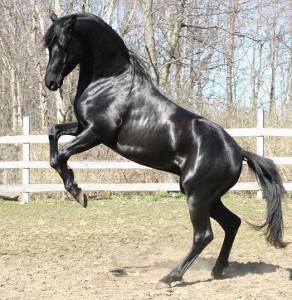 Arabian