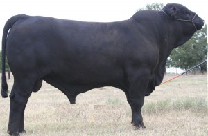 BigBull