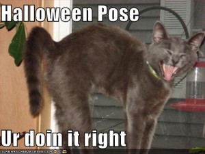 funny-pictures-cat-is-doing-a-halloween-pose-correctly