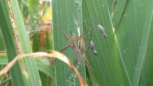 Featured image of post Web Sex