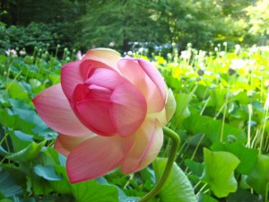 Nelumbo nucifera (Lotus)