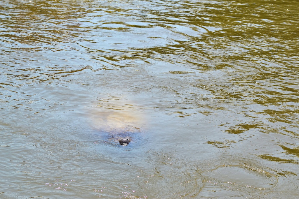 Subtropski Everglades