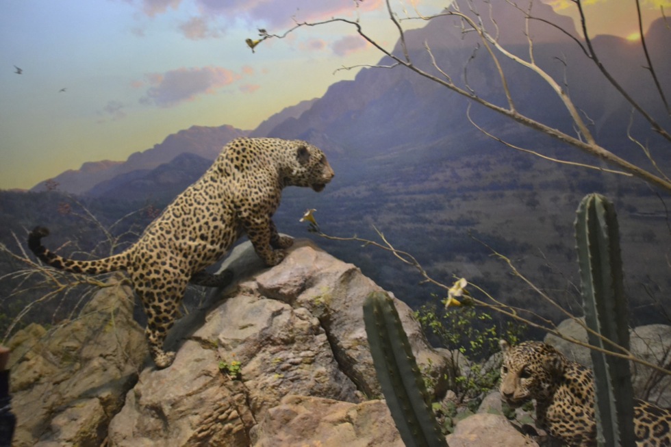 Featured image of post American Museum of Natural History, NYC