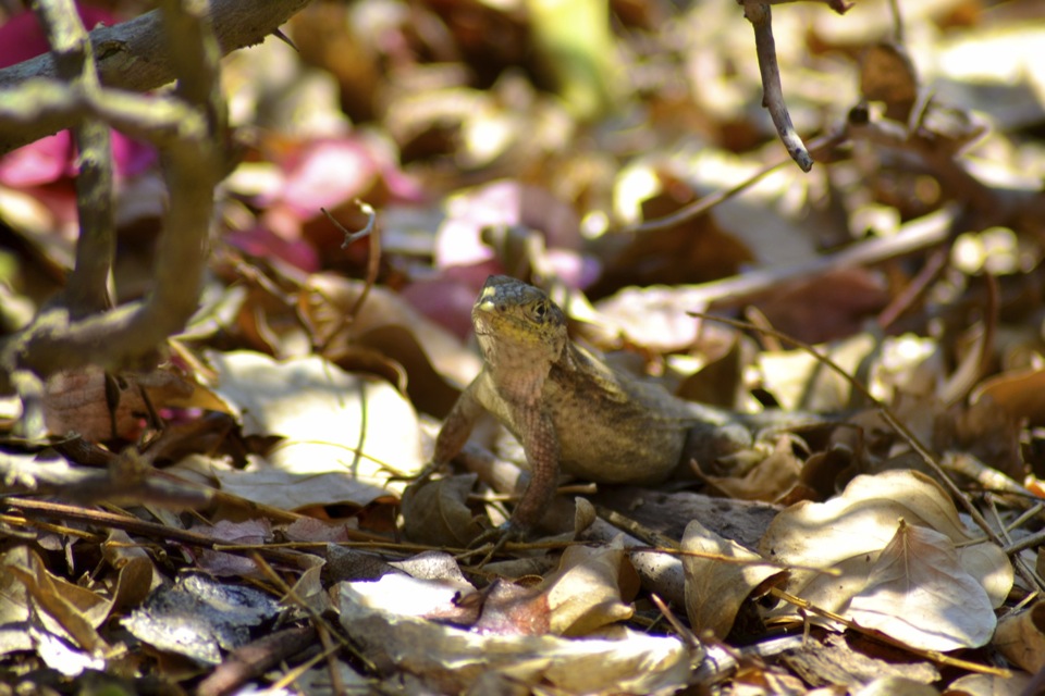 Curly-Tailed kuščarji