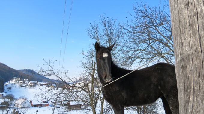 Žrebe
