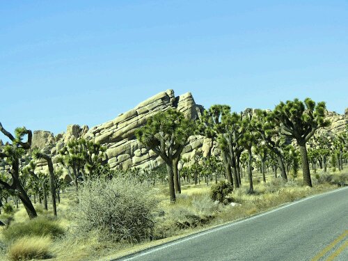 Josha tree  in Yucca