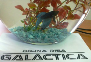 Featured image of post Bojna ribica