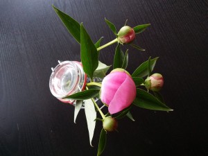Potonika 